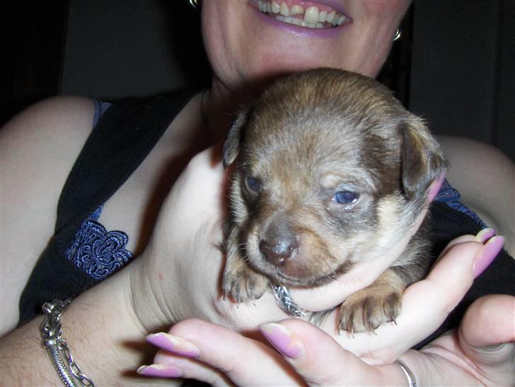 Chihuahua nadia billede 8