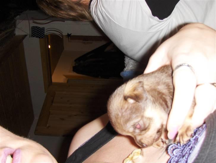 Chihuahua nadia billede 9