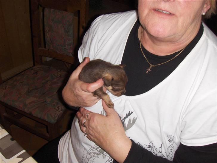 Chihuahua nadia billede 10