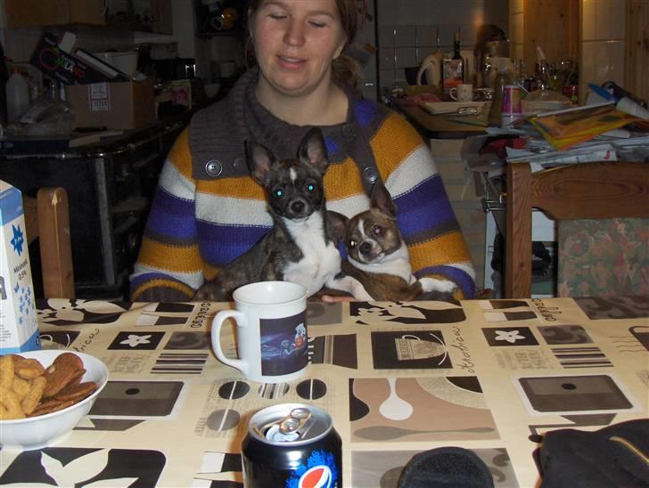 Chihuahua nadia - mor og mormor  billede 11