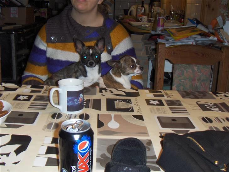 Chihuahua nadia - mor og mormor billede 12