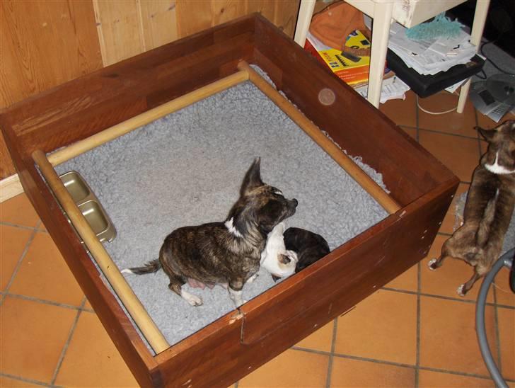 Chihuahua nadia - mor og min brøder  billede 13