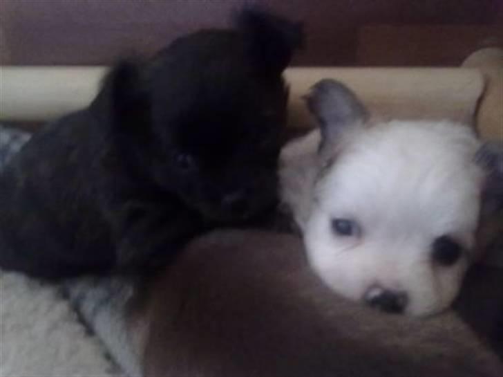 Chihuahua nadia - to søsken to drenge  billede 14