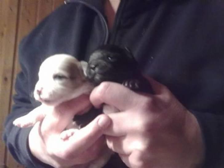 Chihuahua nadia - min søsken da de bleve fødet ca  billede 15