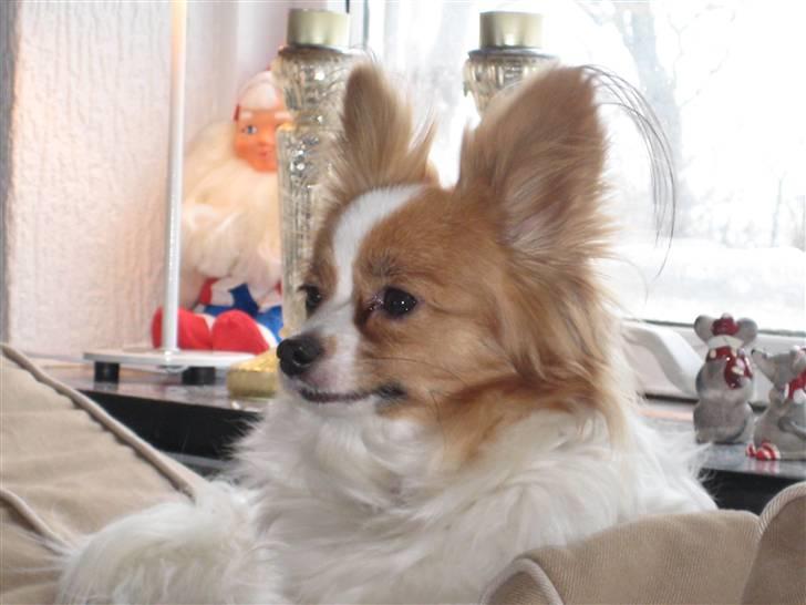 Papillon Trisse billede 1