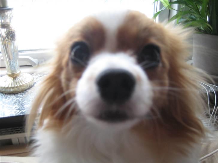 Papillon Trisse billede 2