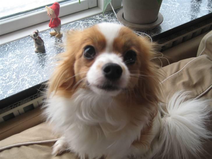 Papillon Trisse billede 3