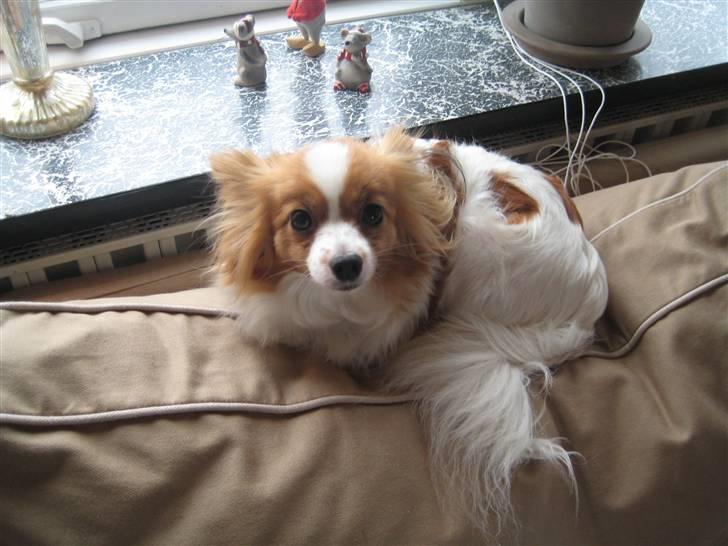 Papillon Trisse billede 4