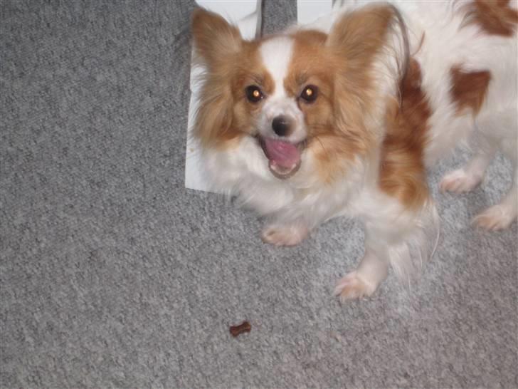 Papillon Trisse billede 5