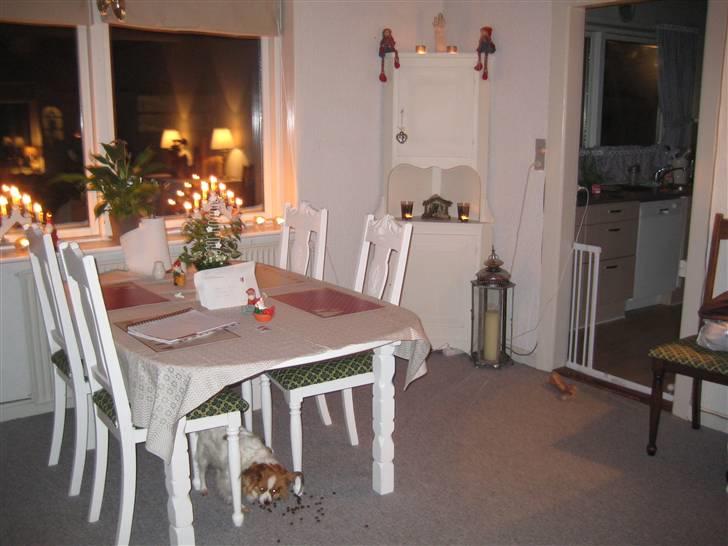 Papillon Trisse - mad er bedst under bordet... billede 6