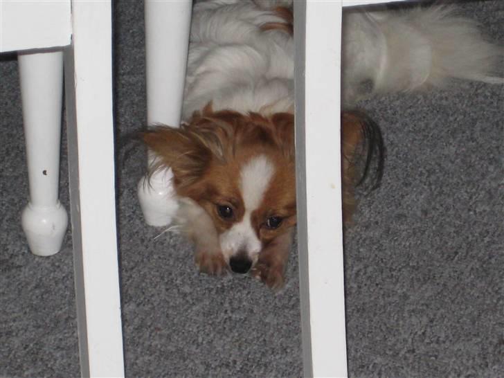 Papillon Trisse billede 7