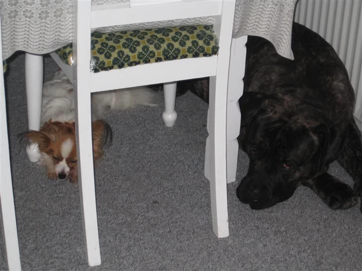 Papillon Trisse billede 8