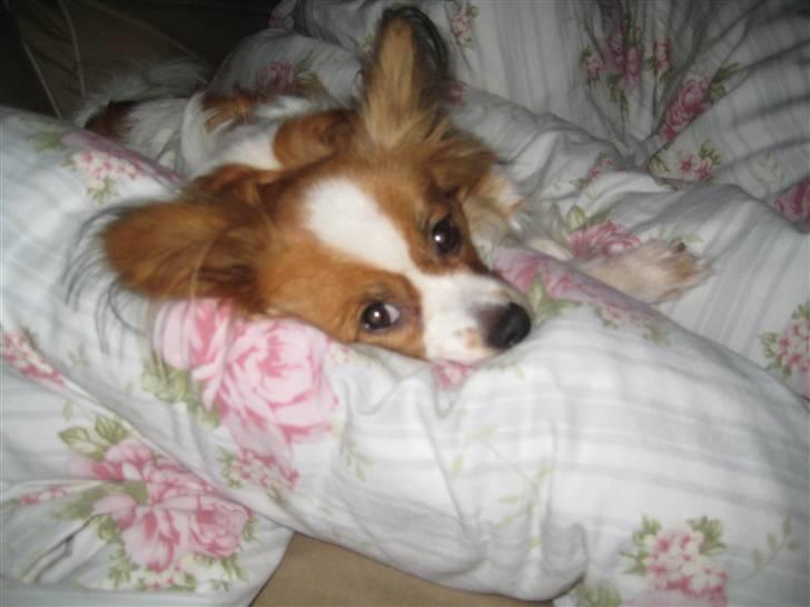 Papillon Trisse billede 9