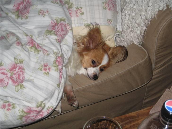 Papillon Trisse billede 10