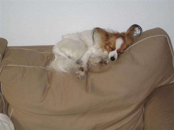 Papillon Trisse billede 11