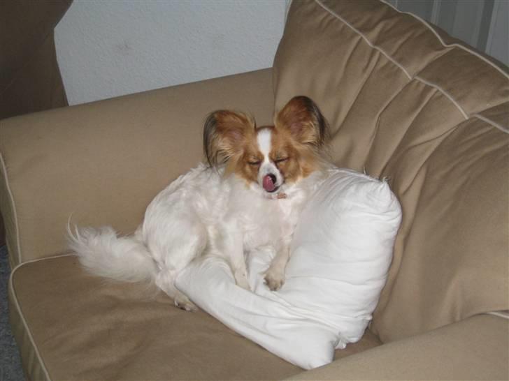 Papillon Trisse billede 12