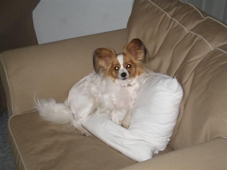 Papillon Trisse billede 13