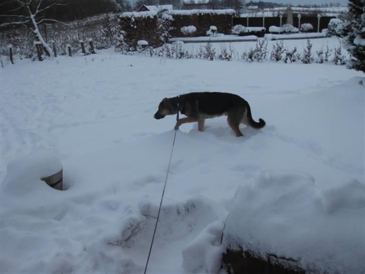 Blanding af racer Balou billede 5