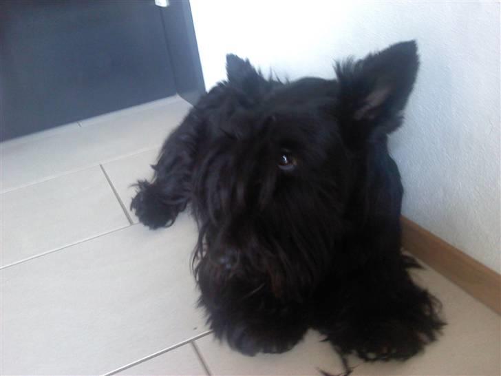 Skotsk terrier Tia* My Dear<3* - Tager lige en slapperXD billede 8