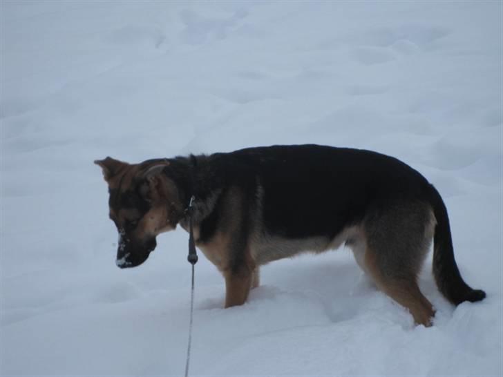 Blanding af racer Balou billede 7