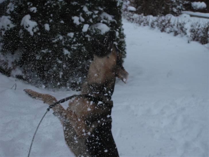 Blanding af racer Balou billede 8