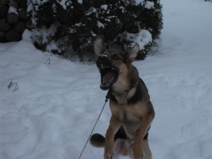 Blanding af racer Balou billede 9