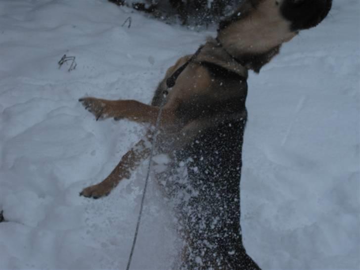 Blanding af racer Balou billede 10