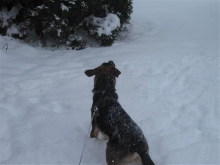 Blanding af racer Balou billede 11