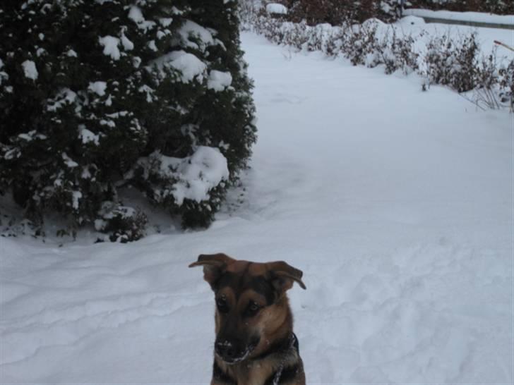 Blanding af racer Balou billede 12