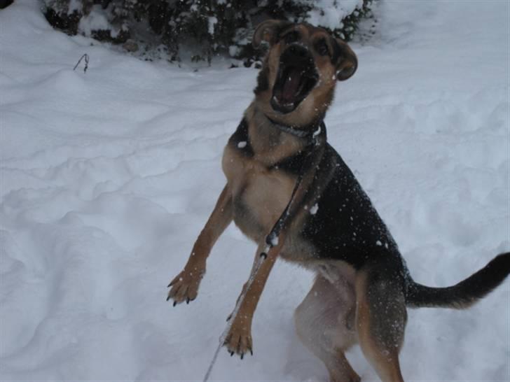 Blanding af racer Balou billede 13