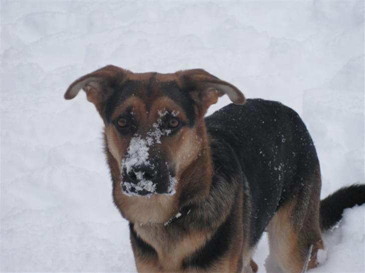 Blanding af racer Balou billede 14