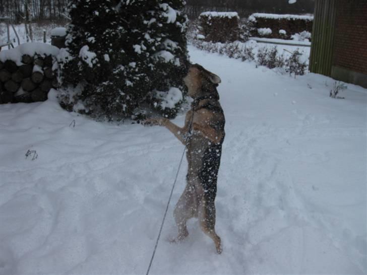 Blanding af racer Balou billede 15