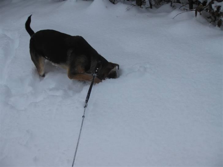 Blanding af racer Balou billede 16