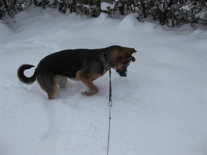 Blanding af racer Balou billede 17