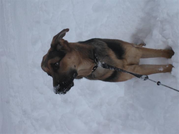 Blanding af racer Balou billede 18