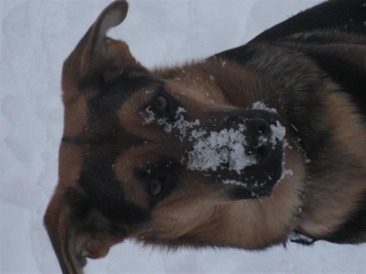 Blanding af racer Balou billede 19