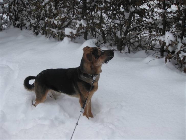 Blanding af racer Balou billede 20