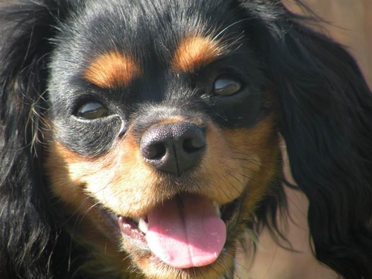 Cavalier king charles spaniel - Carla - 1 år - Lege, lege.. xD billede 12