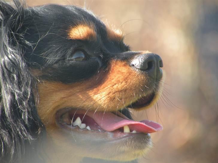 Cavalier king charles spaniel - Carla - 1 år - Nyder solen. :D billede 14