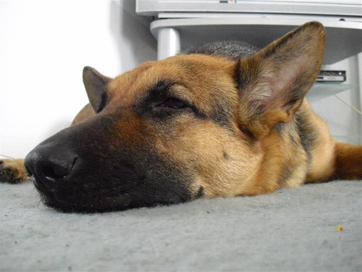 Schæferhund Neela *Himmelhund* billede 17