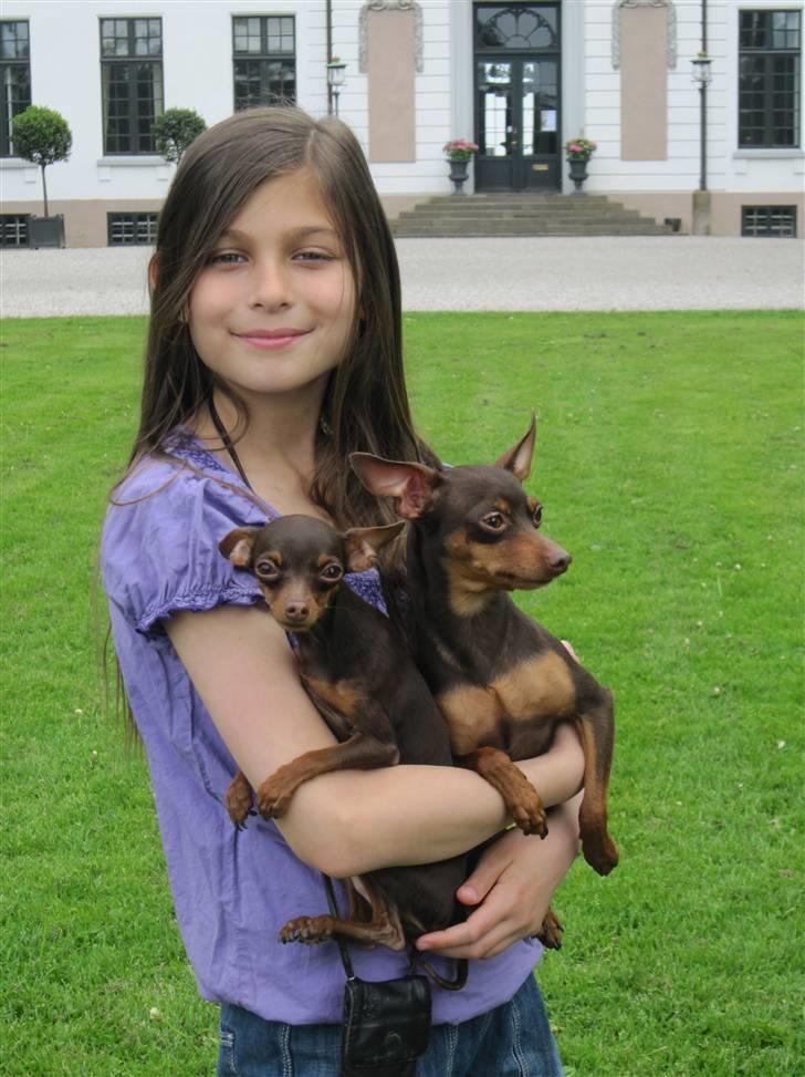 Prazsky krysarik Vimse billede 7