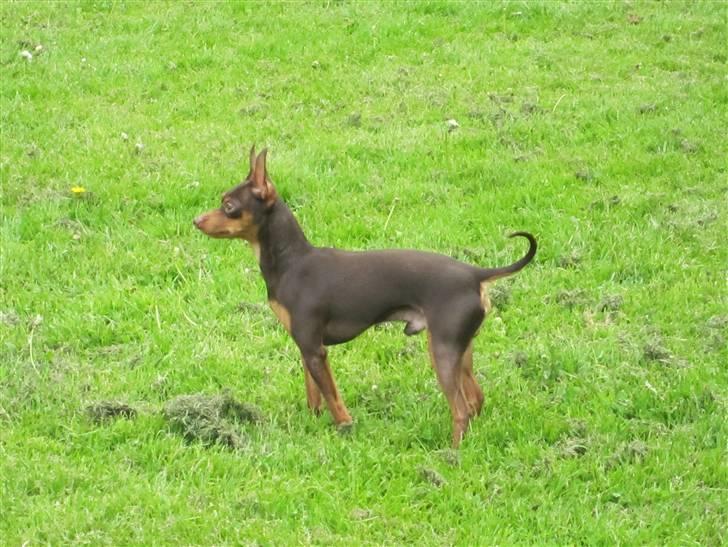 Prazsky krysarik Vimse billede 8