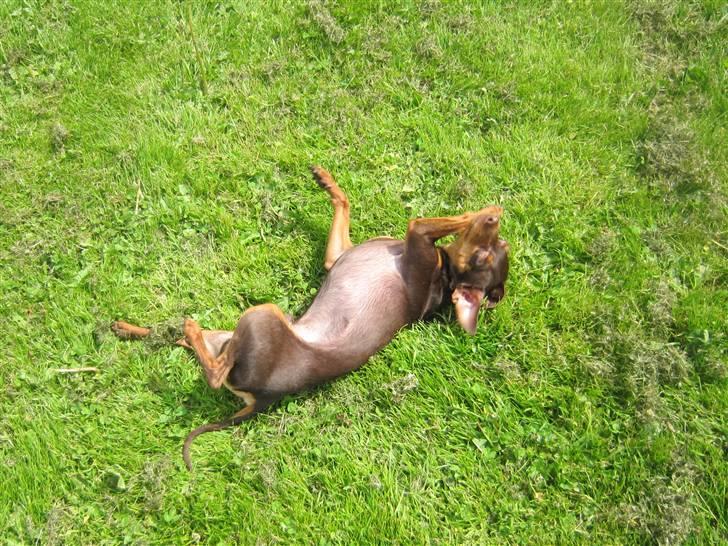 Prazsky krysarik Vimse billede 9