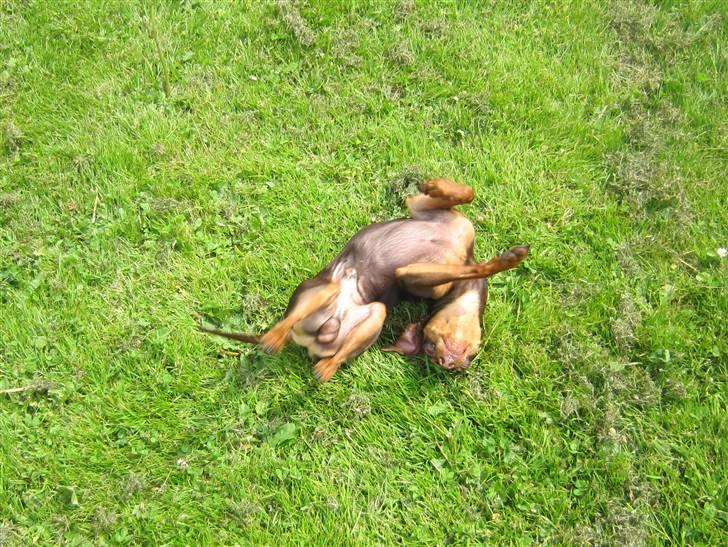 Prazsky krysarik Vimse billede 10