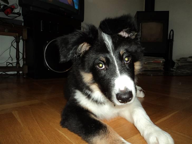Border collie Satu (Hummelhund) - Behøver du ta alle de billeder mor? billede 6