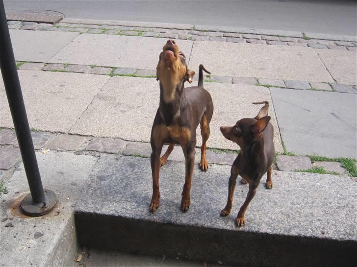 Prazsky krysarik Vimse billede 12