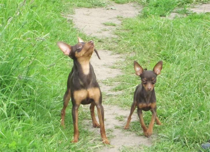 Prazsky krysarik Vimse billede 13