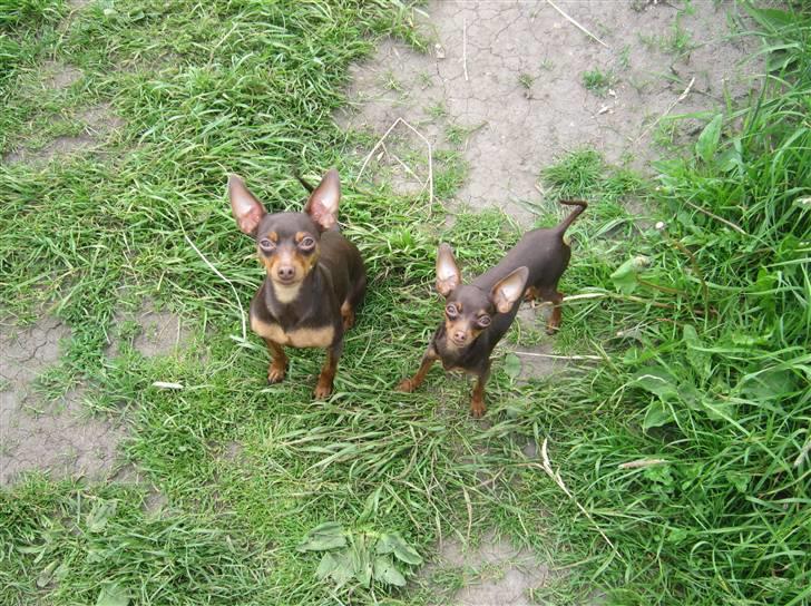 Prazsky krysarik Vimse billede 14