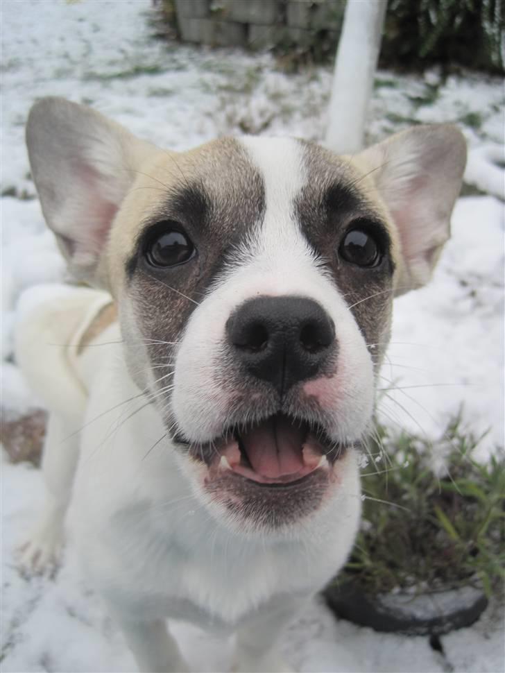 Blanding af racer Belle: Nu en af himlens stjerner billede 2