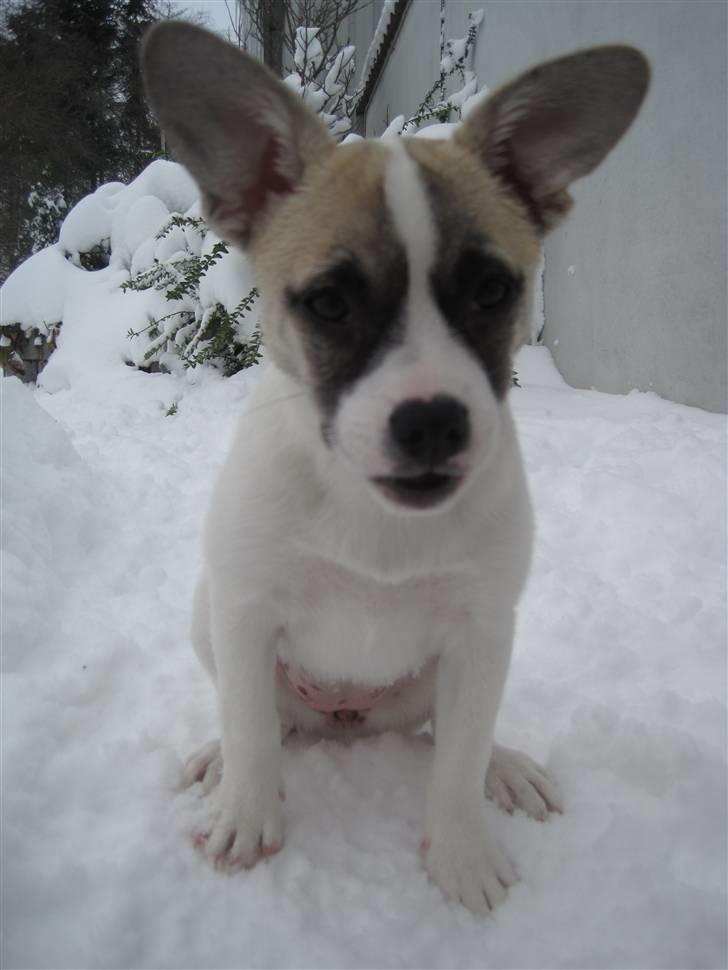 Blanding af racer Belle: Nu en af himlens stjerner billede 5